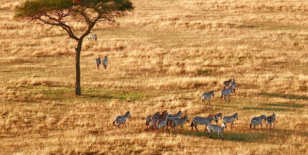 7 Days African Savannah Experience